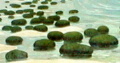 Stromatoliti-Cuscini di alghe formatesi 3 miliardi e 500 mila anni fa-Si formarono nei bassi fondali marini dove la luce solare consentiva loro la fotosintesi